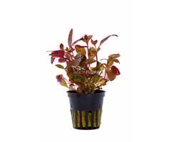 Aquaflora Alternanthera reineckii - Pot (Midden/Achtergrond)