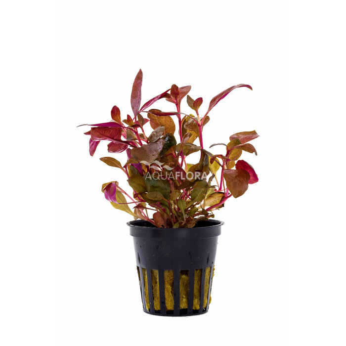 Aquaflora Alternanthera reineckii - Pot (Midden/Achtergrond)