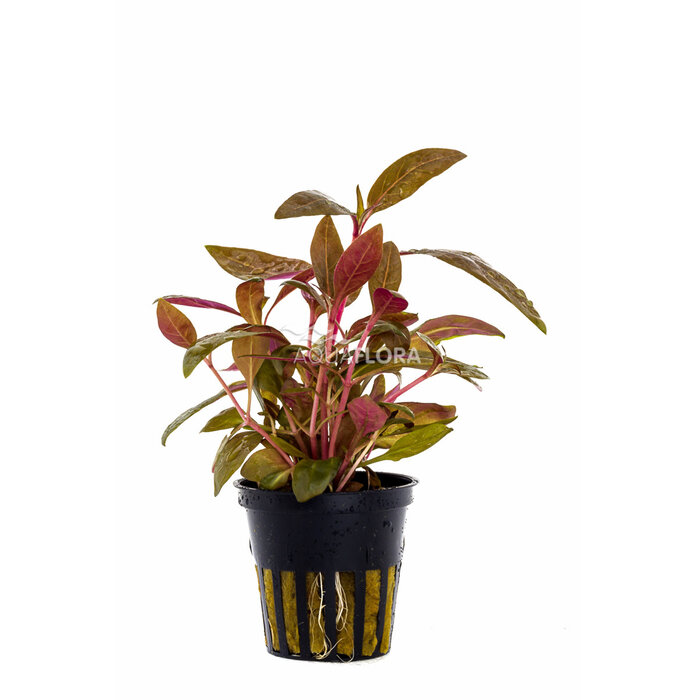 Alternanthera reineckii 'Rosaefolia' - Pot (Midden/Achtergrond)