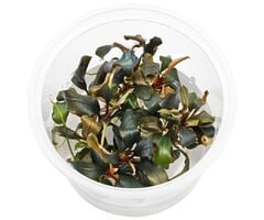Aquaflora Bucephalandra sp. 'Red' - In Vitro (Voorgrond) (Epifyt)
