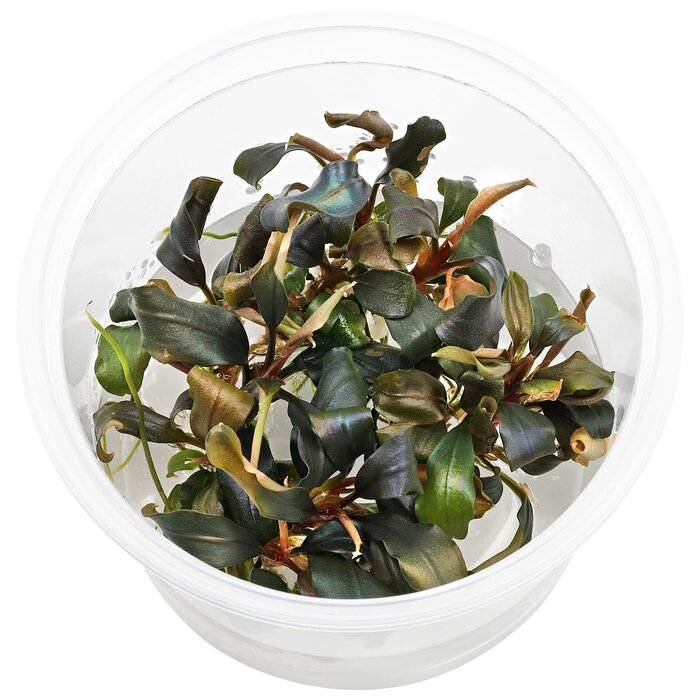 Aquaflora Bucephalandra sp. 'Red' - In Vitro (Voorgrond) (Epifyt)
