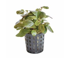 Aquaflora Lobelia cardinalis 'Mini' - Pot (Voorgrond)