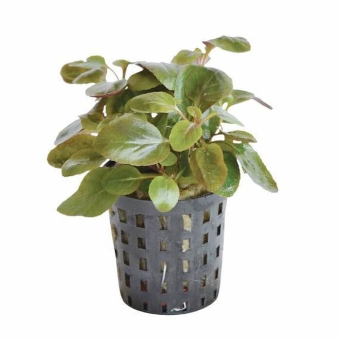 Aquaflora Lobelia cardinalis 'Mini' - Pot (Voorgrond)