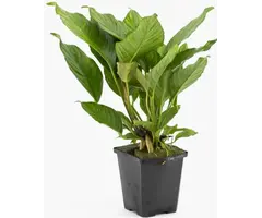 Aquaflora Anubias heterophylla XL - Pot (Midden/Achtergrond) (Epifyt)