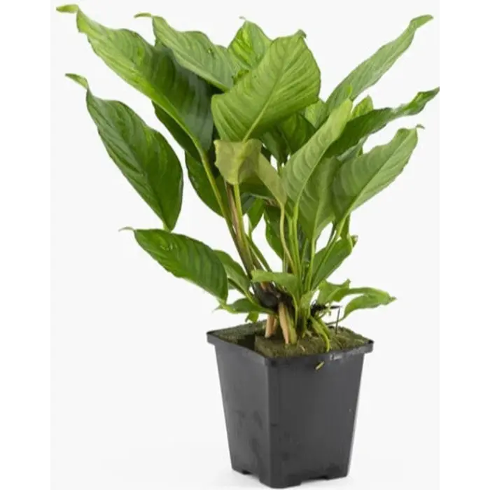 Aquaflora Anubias heterophylla XL - Pot (Midden/Achtergrond) (Epifyt)