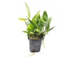 Aquaflora Anubias congensis XL - Pot (Epifyt)