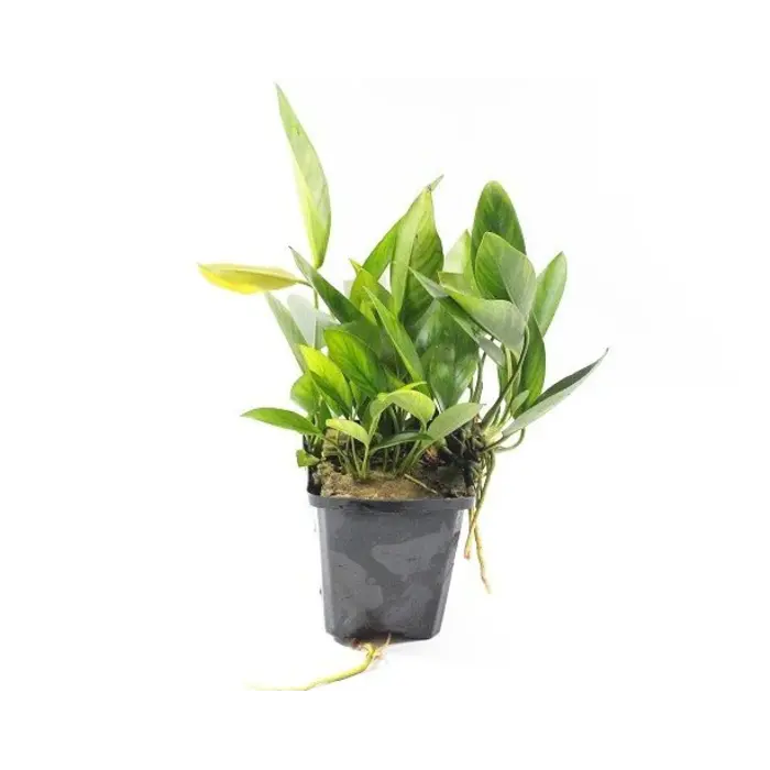 Aquaflora Anubias congensis XL - Pot (Achtergrond) (Epifyt)