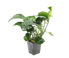 Aquaflora Anubias barteri XL - Pot (Midden/Achtergrond) (Epifyt)