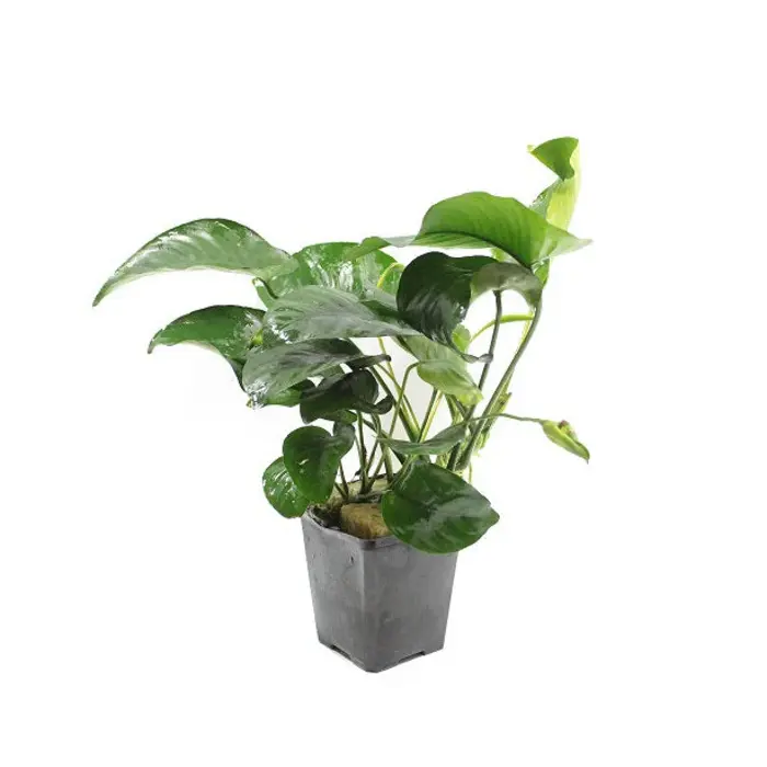 Aquaflora Anubias barteri XL - Pot (Midden/Achtergrond) (Epifyt)