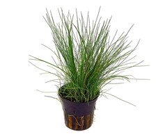 Aquaflora Eleocharis acicularis - Pot (Voorgrond)