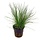 Eleocharis acicularis - Pot (Voorgrond)