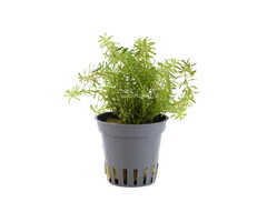 Aquaflora Rotala walichii - Pot (Midden)