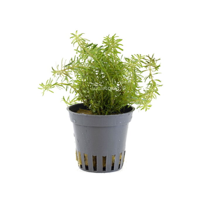 Aquaflora Rotala walichii - Pot (Midden)
