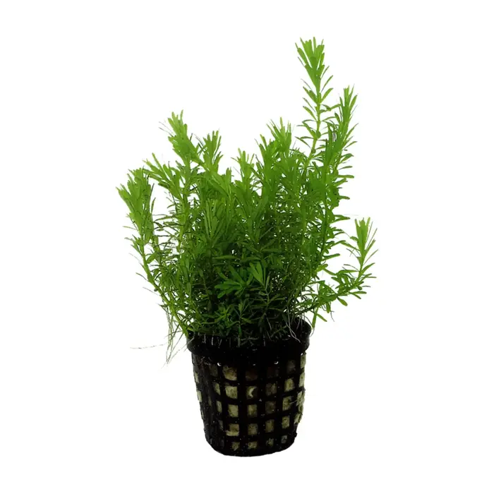 Aquaflora Rotala walichii - Pot (Midden)