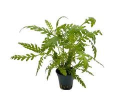 Aquaflora Hygrophila pinnatifida - Pot (Midden/Achtergrond)