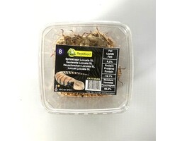 Reptifood Sprinkhanen In Doosje