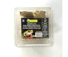 Reptifood Kakkerlak Blaptica Dubia In Doosje