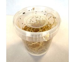 Reptifood Fruitvliegen In Pot