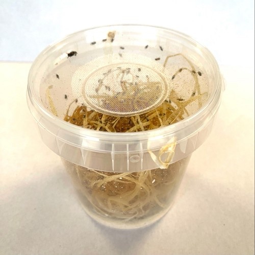 Reptifood Fruitvliegen In Pot