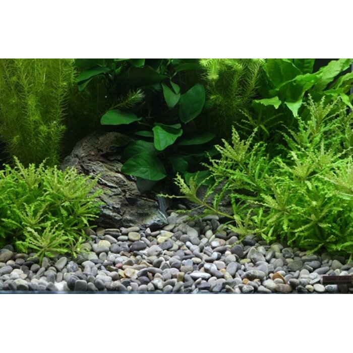 Dennerle Plantahunter Okavango/Grind River #L 8-12 mm 5 kg