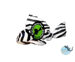 GreenPleco Zebra Pleco Knuffel 30 cm