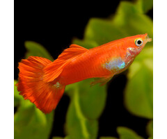 Poecilia Reticulata (Male) - Guppy Red Blond (Man)