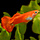 Poecilia Reticulata (Male) - Guppy Red Blond (Man)