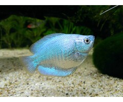 Colisa Lalia Cobalt - Dwerg Gourami Cobalt