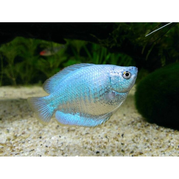 Colisa Lalia Cobalt - Dwerg Gourami Cobalt