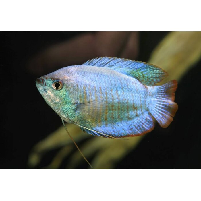 Colisa Lalia Cobalt - Dwerg Gourami Cobalt