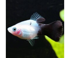 Xiphophorus Maculatus - Platy Panda