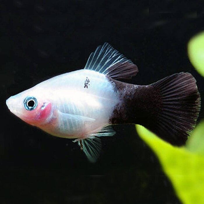 Xiphophorus Maculatus - Platy Panda