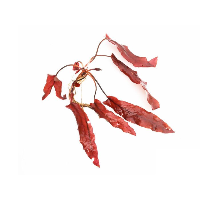 Aquaflora Barclaya longifolia - Knol (Voorgrond/Midden)