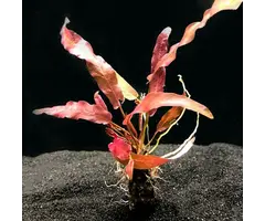 Aquaflora Barclaya longifolia - Knol (Voorgrond/Midden)