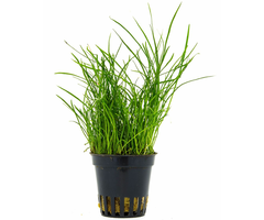 Aquaflora Pilularia globulifera - Pot (Midden)