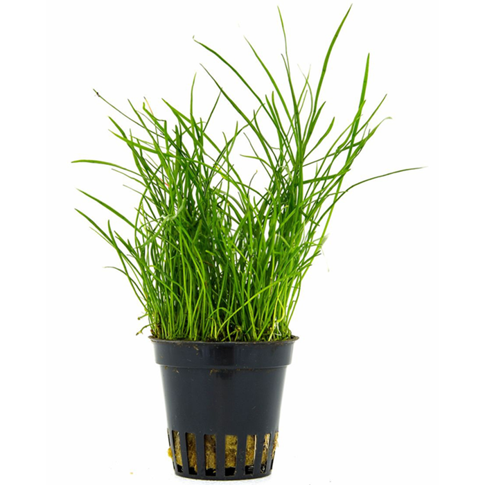 Aquaflora Pilularia globulifera - Pot (Midden)