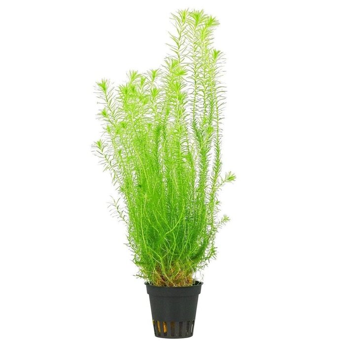 Aquaflora Mayaca fluviatilis - Pot (Midden)