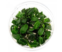 Aquaflora Anubias barteri var. nana 'Bonsai' - In Vitro (Voorgrond) (Epifyt)