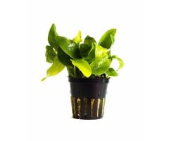 Aquaflora Anubias barteri var. nana 'Golden' - Pot (Voorgrond) (Epifyt)