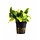 Anubias barteri var. nana 'Golden' - Pot (Voorgrond) (Epifyt)