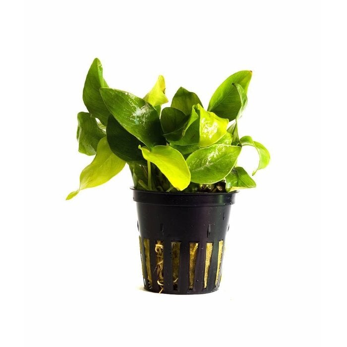 Aquaflora Anubias barteri var. nana 'Golden' - Pot (Voorgrond) (Epifyt)