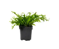 Aquaflora Microsorum pteropus 'Windelov' XL - Pot (Midden/Achtergrond) (Epifyt)