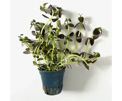 Aquaflora Bacopa salzmannii 'Purple' - Pot (Midden/Achtergrond)