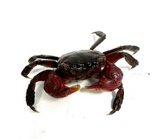 Sesarma Johorensis - Krab Rood