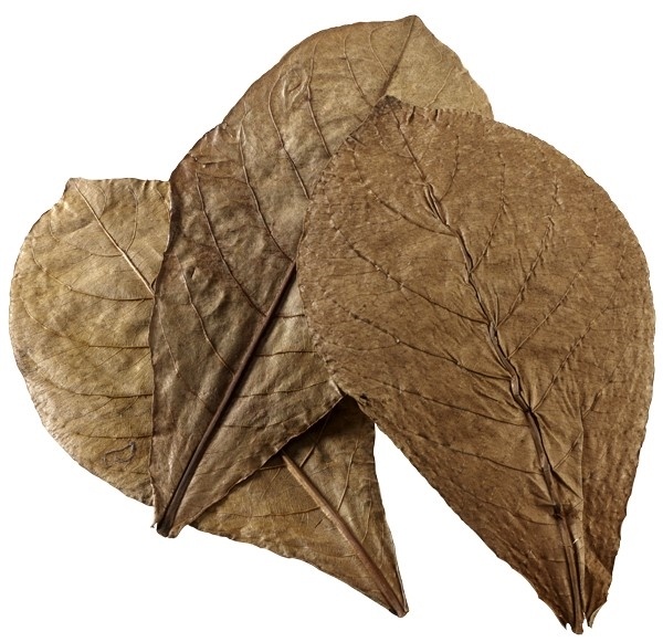 Hobby Nano Catappa Leaves P/12