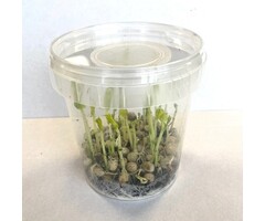 Reptifood Erwtenluis In Doosje