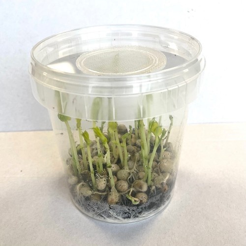 Reptifood Erwtenluis In Doosje