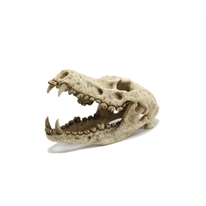 Blue Belle Pacific Wolf Skull 18x12x15 cm