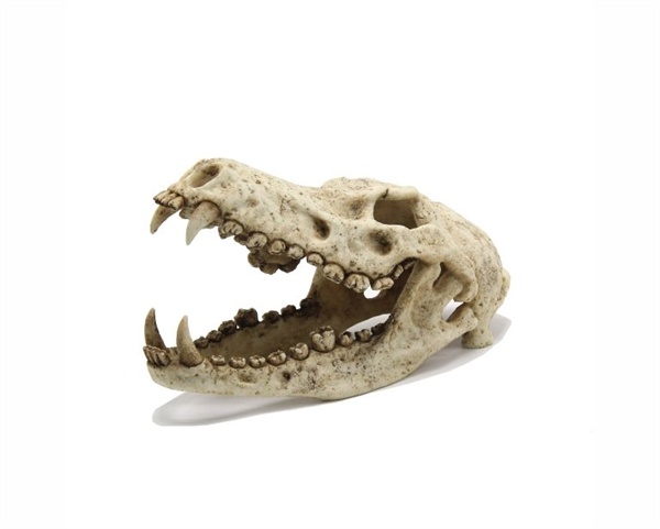 Blue Belle Pacific Wolf Skull 18x12x15 cm