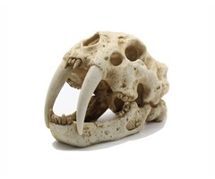 Blue Belle Pacific Tiger Skull  23x13x16 cm